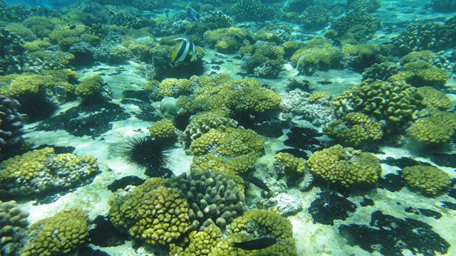 Atlantic Ocean corals under threat – U.S. scientists use Seychelles data to predict bleaching loss