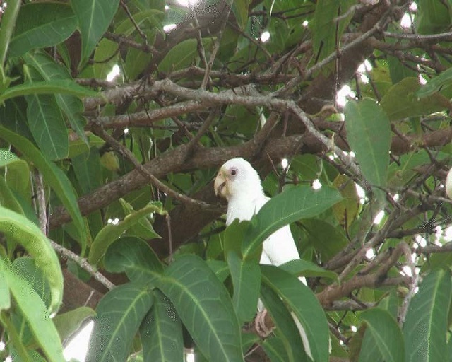 It’s not a hoax! Immaculately ‘white’ black parrot spotted on the Seychelles island of Praslin