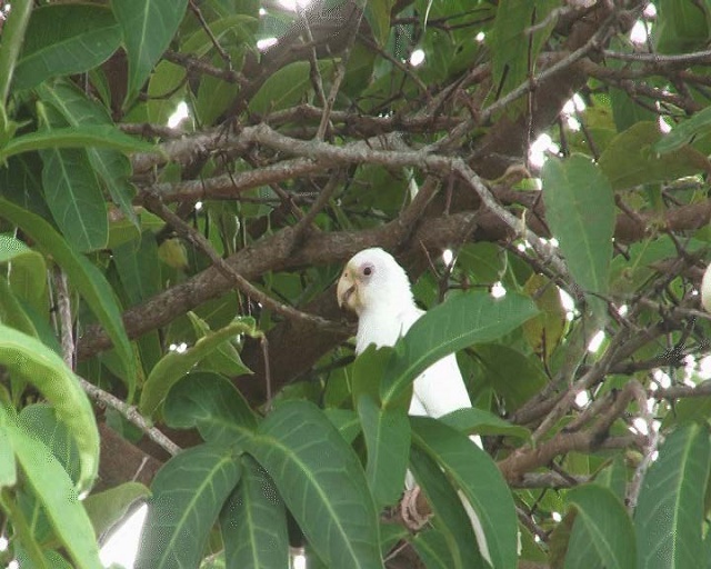 Un Perroquet noir d’un blanc immaculé repéré sur l’île de Praslin aux Seychelles