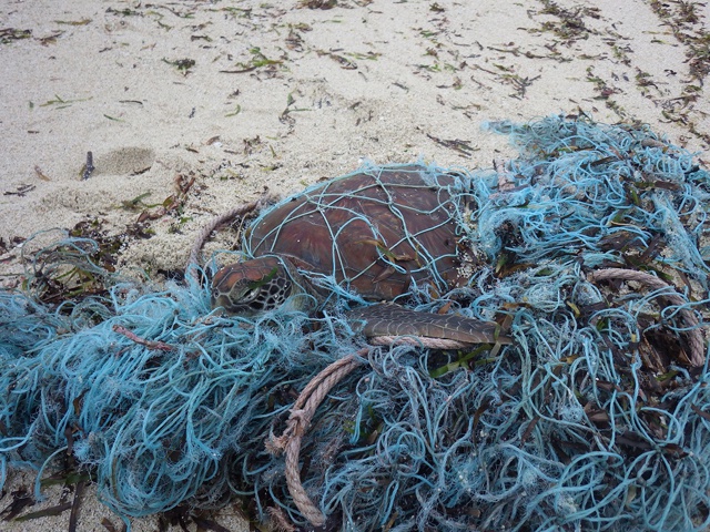 Lucky escape from a ‘ghost net’ - Seychelles conservation rangers save sea turtle from death