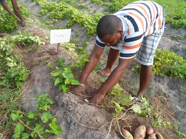 The return of the sweet potato - can agricultural experts turn it into a cash crop for Seychelles farmers?