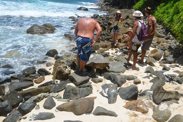 Belgian couple team up with French couple to save distressed green turtle while holidaying on the Seychelles island of Silhouette