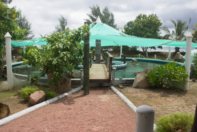 Up close and personal with sharks! Fish pond on Seychelles island brings the reef closer to community that depends on it