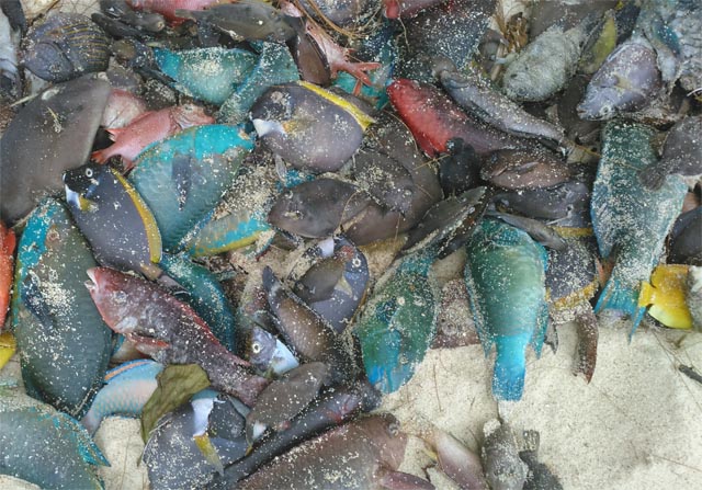 New samples needed for more accurate overseas tests to determine ‘fish kill’ in Seychelles