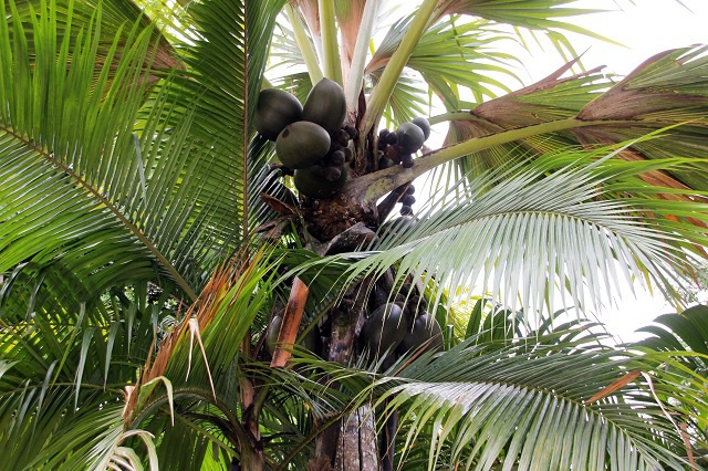 Les Seychelles imposent des peines plus sévères pour lutter contre le vol des cocos de mer.