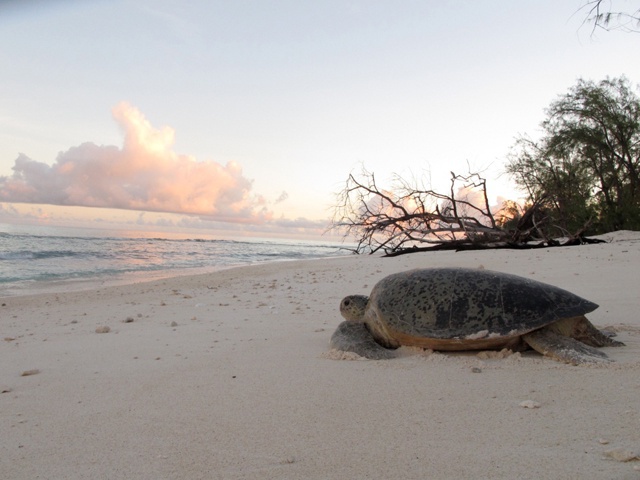 'A very rare record'! Green turtle switch nesting grounds from Seychelles atoll of Aldabra to Tanzanian island
