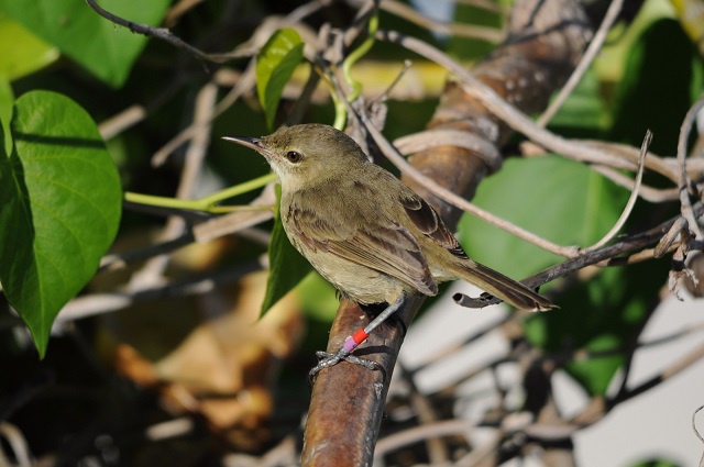 A rare conservation success – Seychelles warbler moves to lowest threat category on the IUCN’s red list