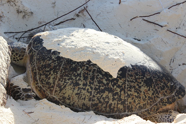 Curieuse, île des Seychelles, un havre de paix pour les tortues
