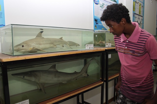 Le Musée d'Histoire Naturelle des Seychelles accueille des requins