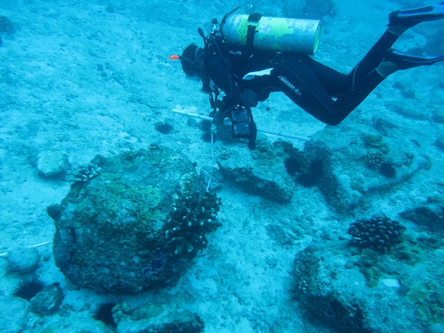 Hunt for rare coral in Seychelles finds the pearl bubble coral