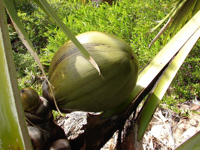 Le braconnage nuit à la survie des cocos-de-mer aux Seychelles