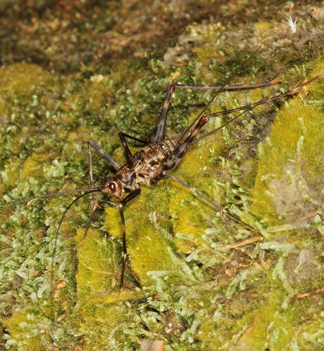 Extinct? Endangered? A new assessment for a Seychelles’ cricket