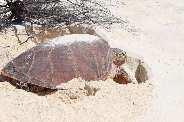 Les tortues à écailles se sentent en sécurité aux Seychelles pour pondre des œufs en plein jour