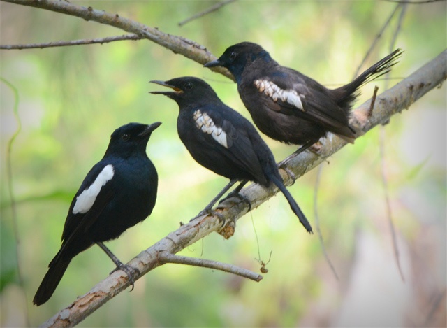 Success: Seychelles’ Denis Island sees surge in bird population