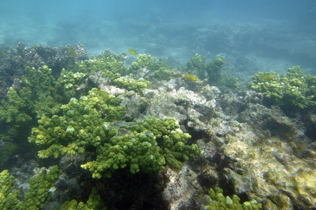 La Grande barrière de corail présente des signes de blanchiment