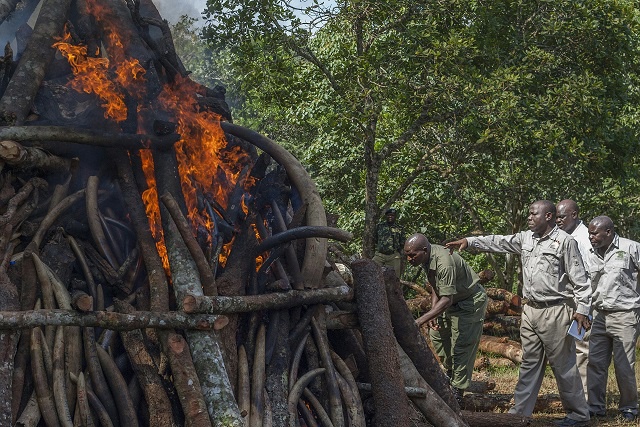 Le Malawi brûle 2,6 tonnes d'ivoire saisies en provenance de Tanzanie