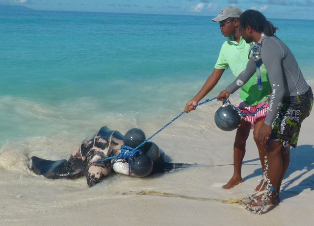 Des rangers sauvent une tortue luth empêtrée dans un piège sur l’île d’Aride aux Seychelles