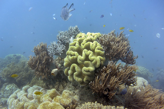 Australie: la Grande barrière traverse un des plus graves épisodes de blanchissement de coraux