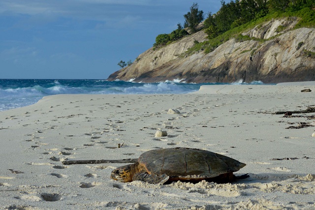 Turtles rub shells with the rich and famous; Seychelles’ North Island sees turtle boom