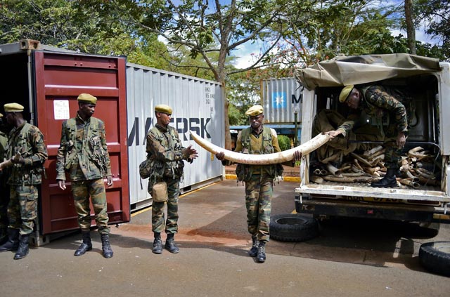 Ivory trucks arrive in Kenyan capital for mass burning