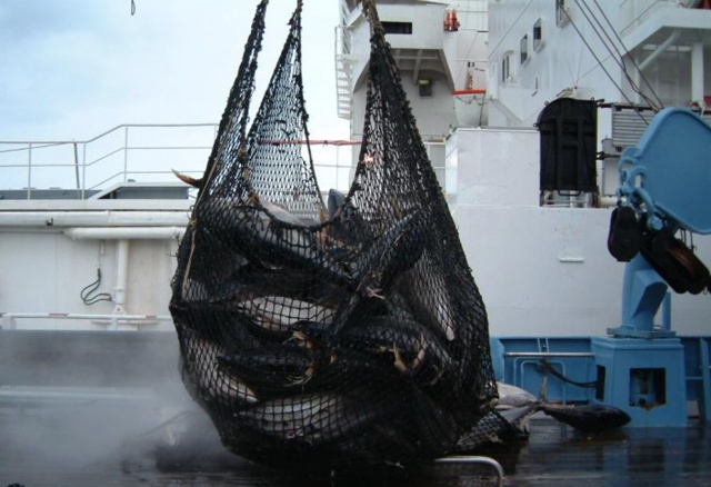 Tuna commission proposes cutting yellowfin catch by 20 percent
