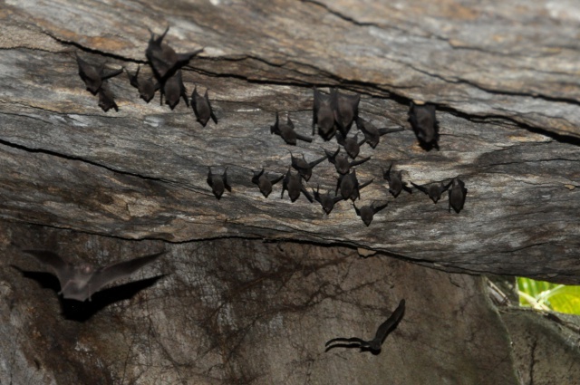 Les origines volcaniques de Silhouette aux Seychelles créent un habitat idéal pour une des espèces les plus rares au monde