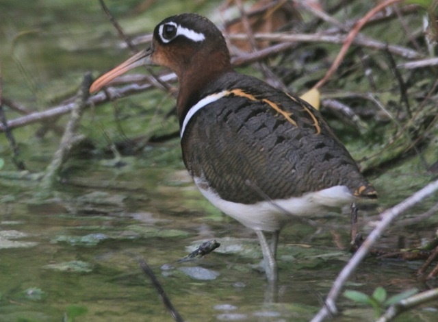 Rare, unusual bird spotted in Seychelles by local university student