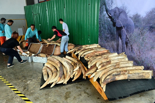 Singapore destroys tonnes of illegal ivory