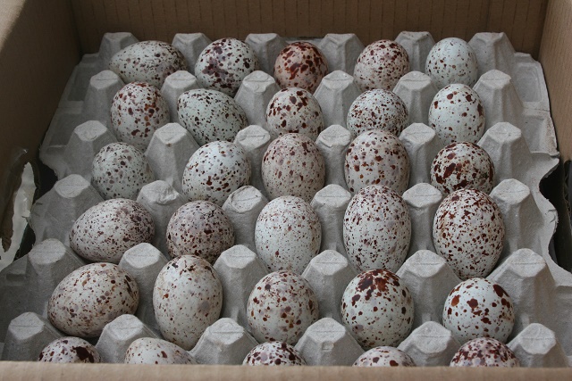Bird eggs reach the market in Seychelles as IDC resumes harvest after skipped season