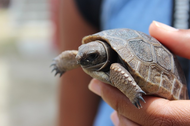 Consternation de l’Autorité du Parc national des Seychelles suite au vol de bébés tortues géantes