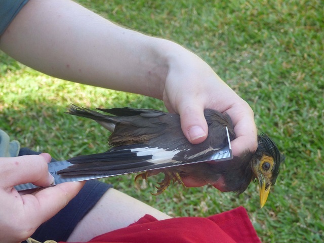 Seychelles’ North Island makes third attempt to hunt down the invasive myna