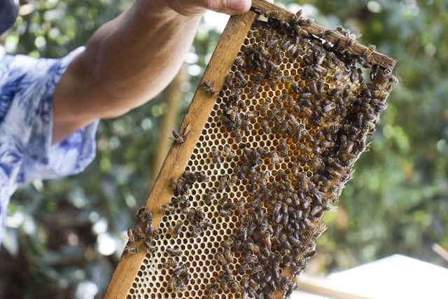 L’apiculture : un moyen d’accroître la sécurité alimentaire et les revenus aux Seychelles