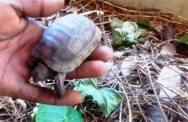 4 baby giant tortoises bring new conservation hope for Seychelles' Curieuse Island