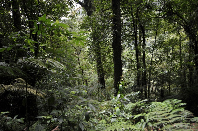 World nears 2020 goal of restoring degraded forests