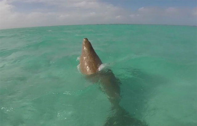 De retour à la maison ? Des dugongs de plus en plus souvent observés aux Seychelles