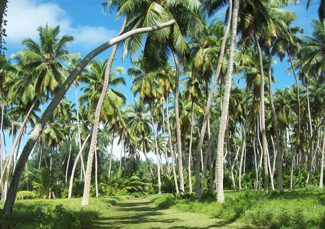 9 parties du cocotier utilisées aux Seychelles