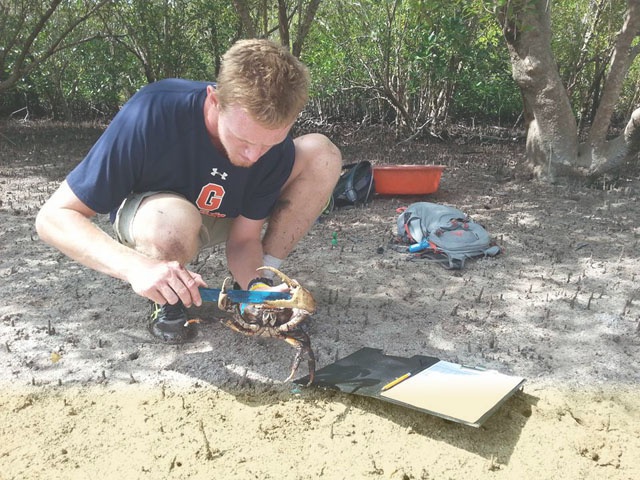 Plus de crabes mâles, que de jeunes, révèlent une étude sur l'île de Curieuse, aux Seychelles.