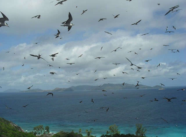 Annual seabirds census on Seychelles' island of Aride confirms highest population of lesser noddies