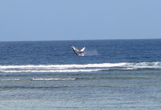 L'atoll d’Aldabra aux Seychelles observe une diminution du nombre de baleines à bosse; El Niño blâmé