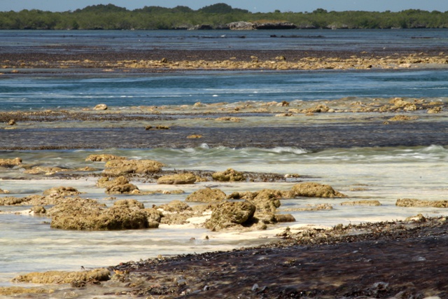 Rythmé par les marées: l'atoll d’Aldabra aux Seychelles obtient sa propre application de marée