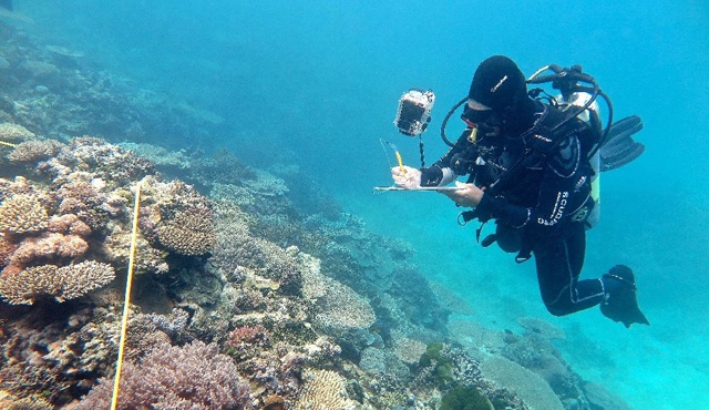 Record coral kill-off on Great Barrier Reef