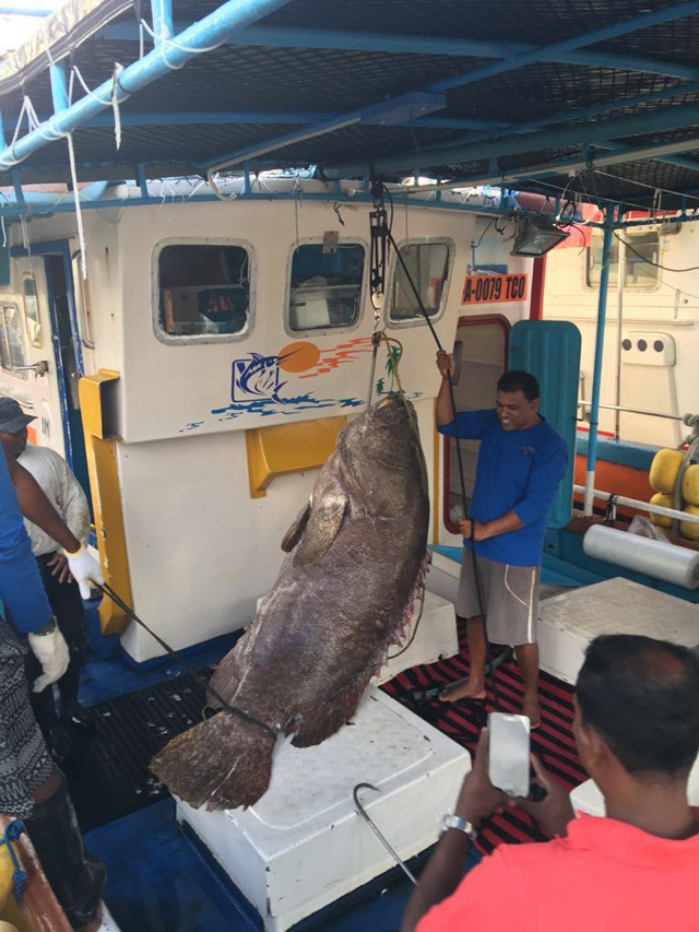 Hungry? 200kg grouper caught in Seychelles’ waters on sale in UK