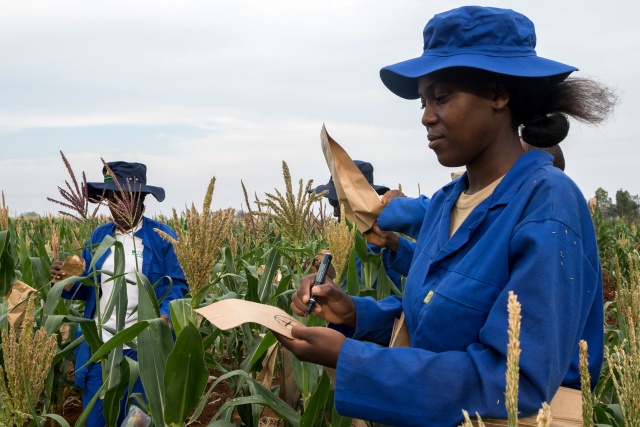 Emergency UN meeting in Harare over armyworm outbreak