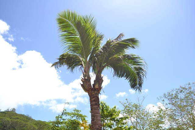 Another double-hearted coconut tree in Seychelles