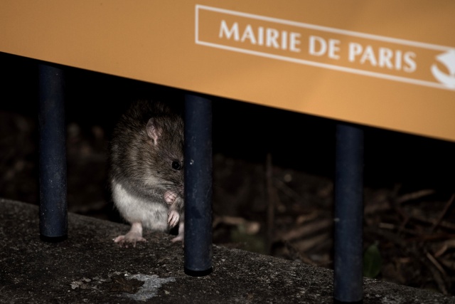 Paris mayor to spend 1.5 million euros for 'war on rats'