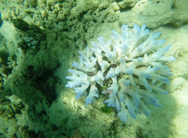 La survie du corail des Seychelles en danger, affirme un biologiste marin