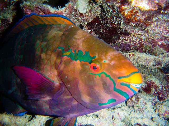 Eat less parrotfish, save Seychelles' coral reefs? Marine survey indicates a link