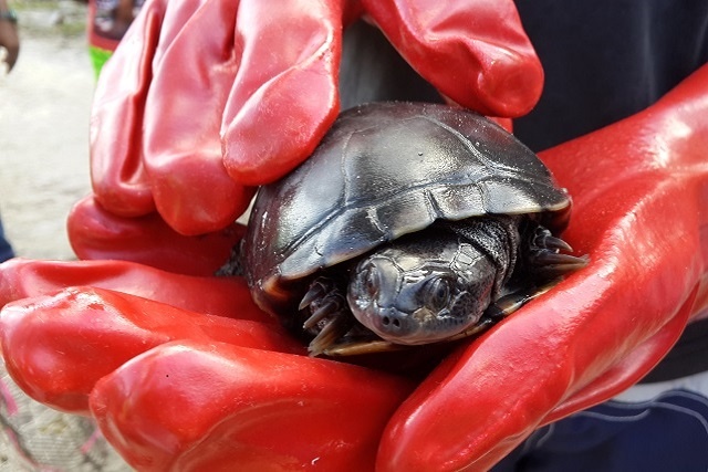 Fregate Island to start counting endangered terrapins in new census