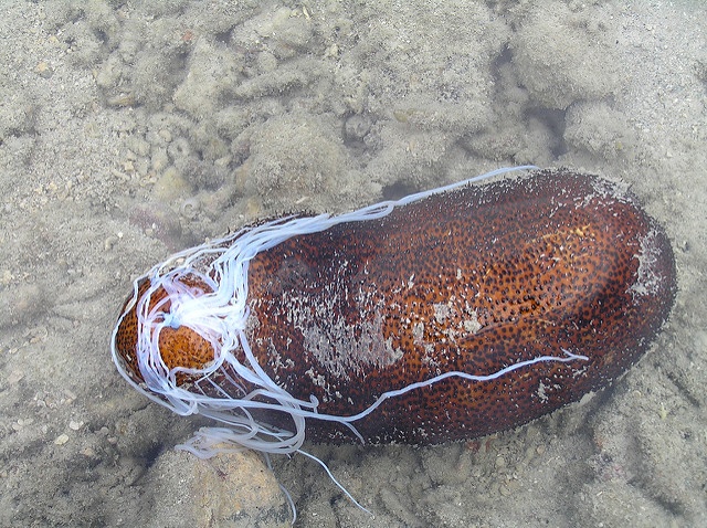 Sea cucumber stocks dwindling in Seychelles