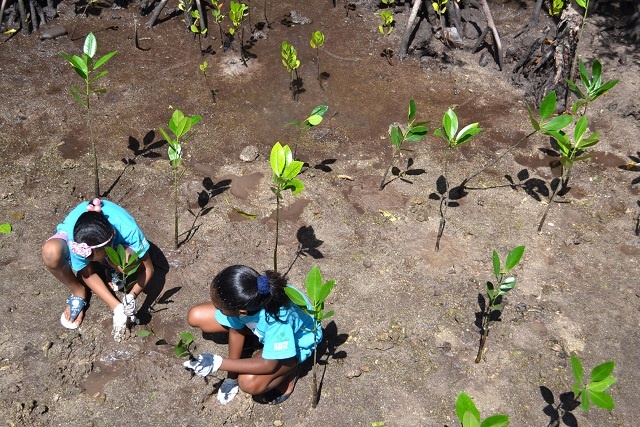 Miracle of the mangrove must be protected, awareness created, resort in Seychelles says